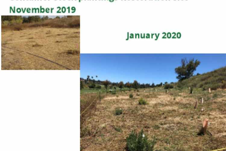 Container stock plantings Restoration Site, Vegetation Management Plan Implementation and Invasive Weed Control at Mission Gorge Recreational Facility