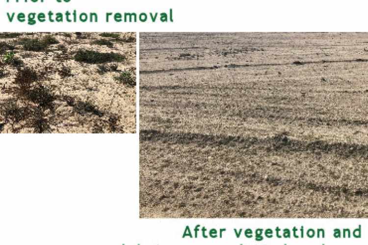 Before and after vegetation and debris removal